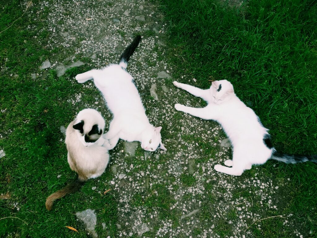pisici-fermaclub-1024x768 Vacanța ideală pentru copii: magia unei pensiuni cu fermă de animale